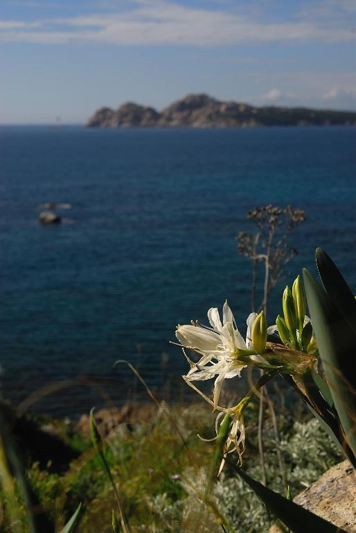 La Chicca Di Francesca Acomodação com café da manhã Santa Teresa Gallura Exterior foto